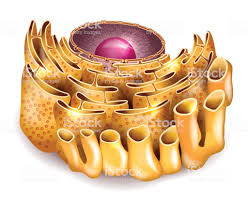 Image result for endoplazmik retikulum