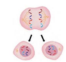 Image result for telofaz