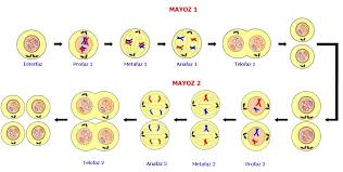 Image result for mayoz