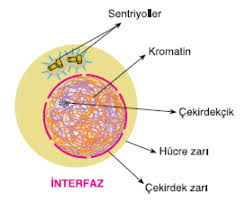 Image result for mayoz 1. evre