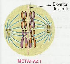 Image result for mayoz metafaz 1