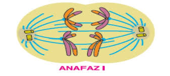 Image result for mayoz anafaz 1