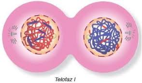 Image result for mayoz telofaz 1