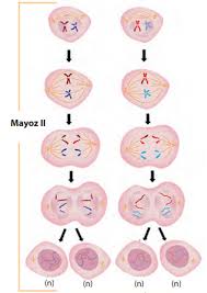 Image result for mayoz 2