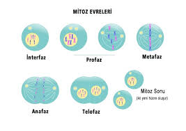 Image result for mitoz