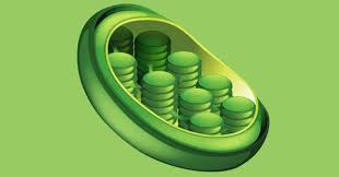 Image result for kloroplast