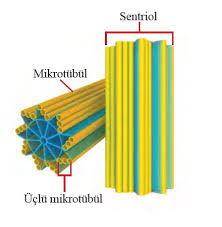 Image result for sentrozom