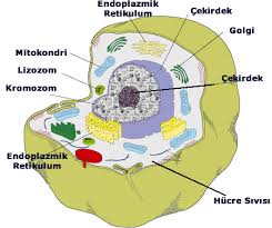 Image result for hücre organelleri