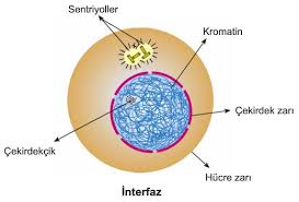 Image result for interfaz