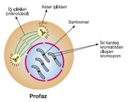 Image result for profaz