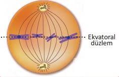 Image result for metafaz