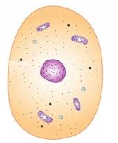 Image result for sitoplazma